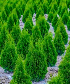Murray Cypress Trees Live Plants – 10 Pack, 6-12 inches Tall – Fast-Growing Privacy Evergreen - Image 3