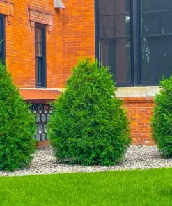 Murray Cypress Trees Live Plants – 10 Pack, 6-12 inches Tall – Fast-Growing Privacy Evergreen - Image 4