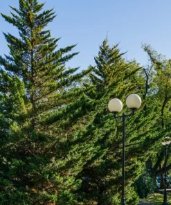 Murray Cypress Trees Live Plants – 10 Pack, 6-12 inches Tall – Fast-Growing Privacy Evergreen - Image 5