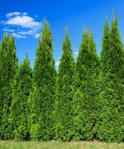 Murray Cypress Trees Live Plants – 10 Pack, 6-12 inches Tall – Fast-Growing Privacy Evergreen - Image 6