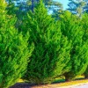Murray Cypress Trees Live Plants – 10 Pack, 6-12 inches Tall – Fast-Growing Privacy Evergreen - Image 1