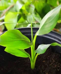 Musa Basjoo Banana Tree - Cold Hardy Live Plant - Ornamental - 4-6 Inch Starter - Image 2