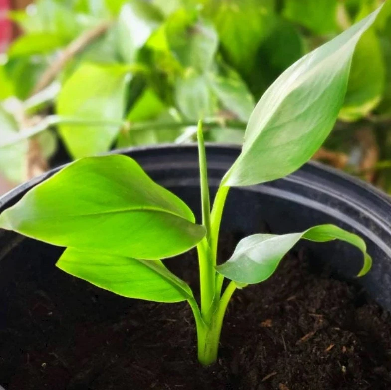 Musa Basjoo Banana Tree - Cold Hardy Live Plant - Ornamental - 4-6 Inch Starter - Image 2