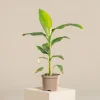 Musa Basjoo Banana Tree - Cold Hardy Live Plant - Ornamental - 4-6 Inch Starter - Image 1