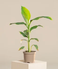 Musa Basjoo Banana Tree - Cold Hardy Live Plant - Ornamental - 4-6 Inch Starter - Image 1
