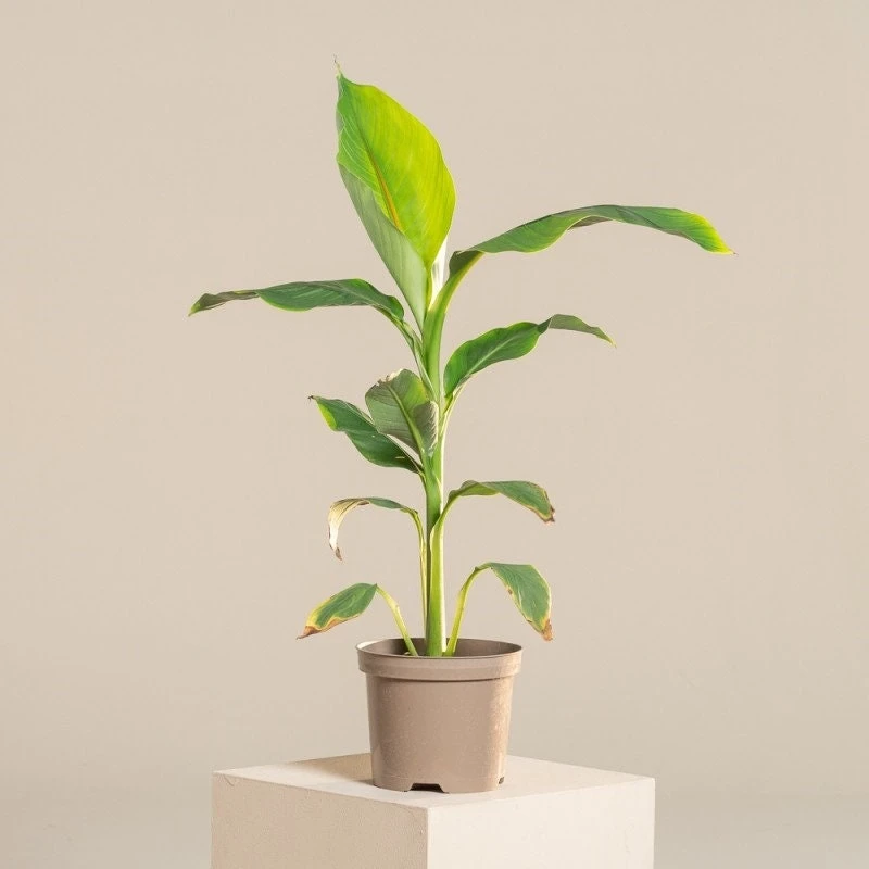 Musa Basjoo Banana Tree - Cold Hardy Live Plant - Ornamental - 4-6 Inch Starter - Image 1