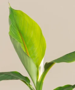 Musa Basjoo Banana Tree - Cold Hardy Live Plant - Ornamental - 4-6 Inch Starter - Image 3