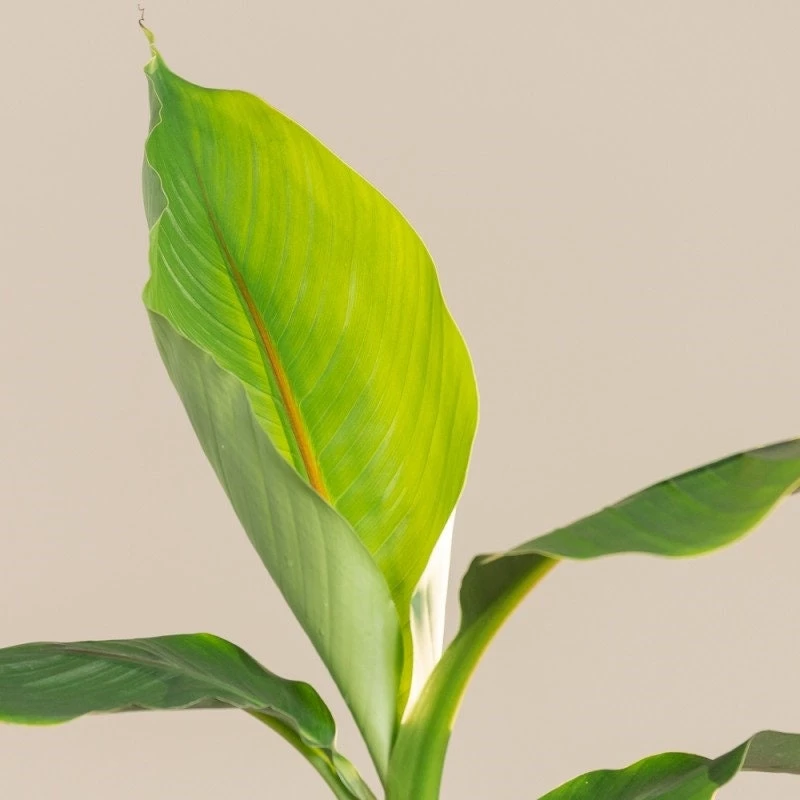Musa Basjoo Banana Tree - Cold Hardy Live Plant - Ornamental - 4-6 Inch Starter - Image 3