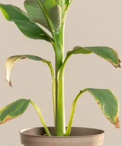 Musa Basjoo Banana Tree - Cold Hardy Live Plant - Ornamental - 4-6 Inch Starter - Image 4