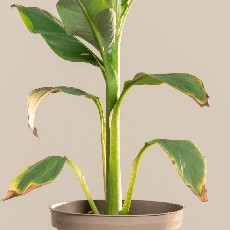 Musa Basjoo Banana Tree - Cold Hardy Live Plant - Ornamental - 4-6 Inch Starter - Image 4