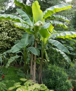 Musa Basjoo Banana Tree - Cold Hardy Live Plant - Ornamental - 4-6 Inch Starter - Image 5