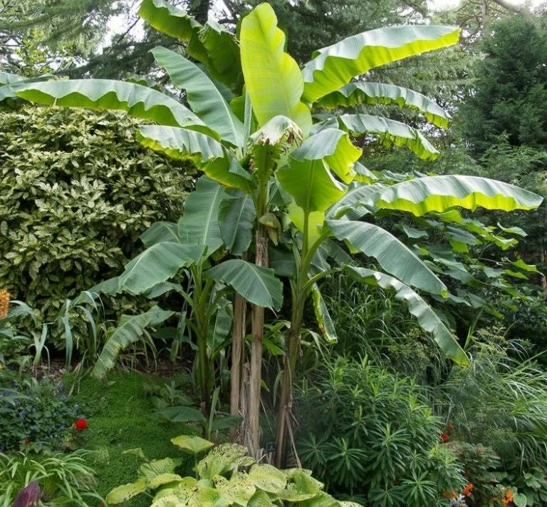 Musa Basjoo Banana Tree - Cold Hardy Live Plant - Ornamental - 4-6 Inch Starter - Image 5