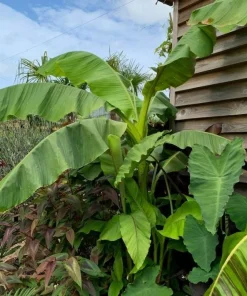 Musa Basjoo Banana Tree - Cold Hardy Live Plant - Ornamental - 4-6 Inch Starter - Image 6