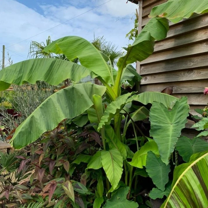 Musa Basjoo Banana Tree - Cold Hardy Live Plant - Ornamental - 4-6 Inch Starter - Image 6