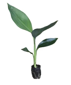 Musa FHIA-02 Banana Plant – Live Fruit Tree – 5-9 Inches Tall – Fast-Growing Tropical Plant - Image 2