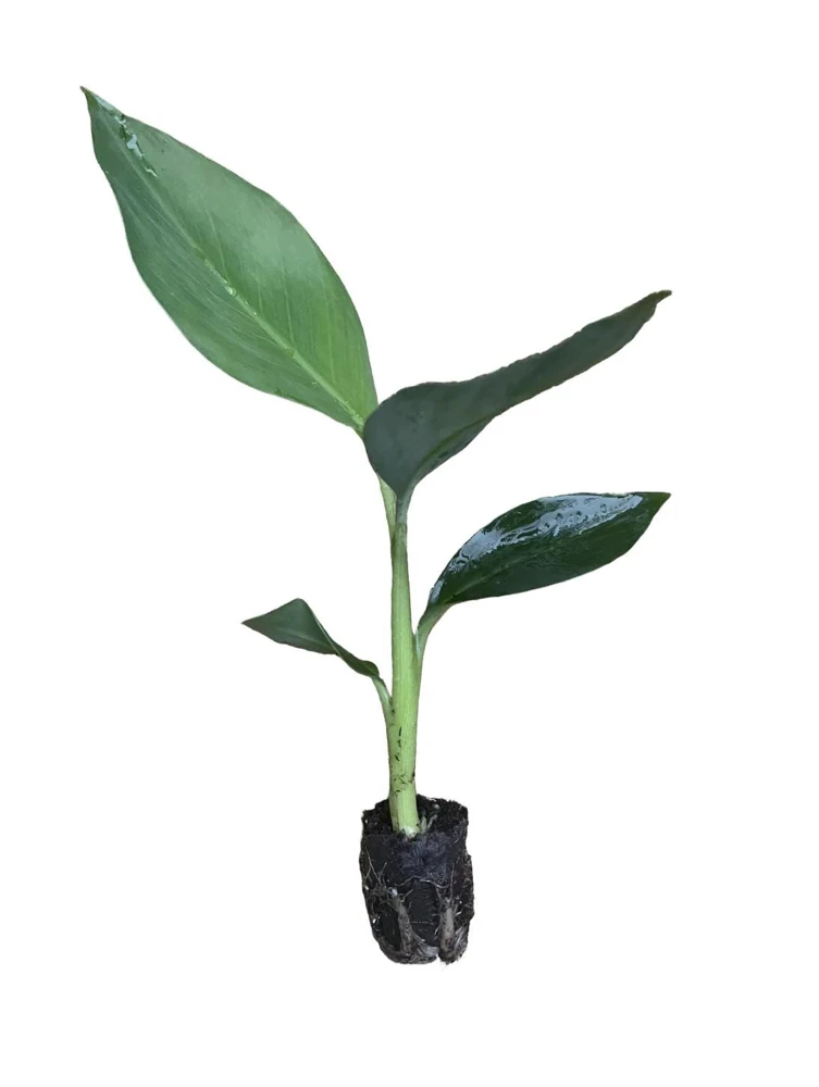 Musa FHIA-02 Banana Plant – Live Fruit Tree – 5-9 Inches Tall – Fast-Growing Tropical Plant - Image 2