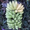 Musa FHIA-02 Banana Plant – Live Fruit Tree – 5-9 Inches Tall – Fast-Growing Tropical Plant - Image 1