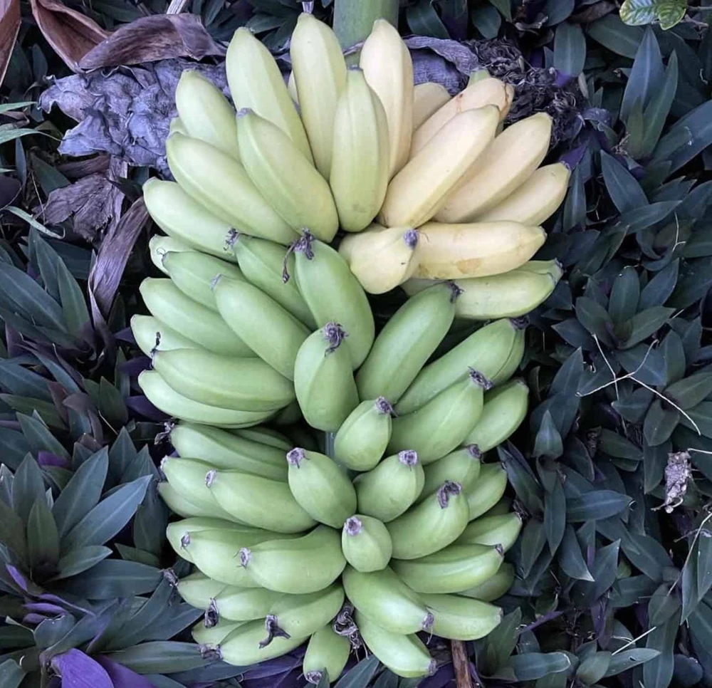Musa FHIA-02 Banana Plant – Live Fruit Tree – 5-9 Inches Tall – Fast-Growing Tropical Plant - Image 1