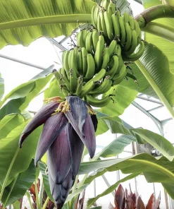 Musa FHIA-02 Banana Plant – Live Fruit Tree – 5-9 Inches Tall – Fast-Growing Tropical Plant - Image 3