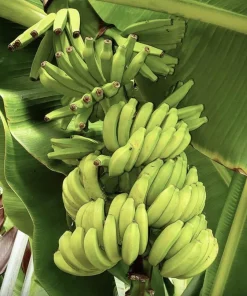 Musa FHIA-02 Banana Plant – Live Fruit Tree – 5-9 Inches Tall – Fast-Growing Tropical Plant - Image 4