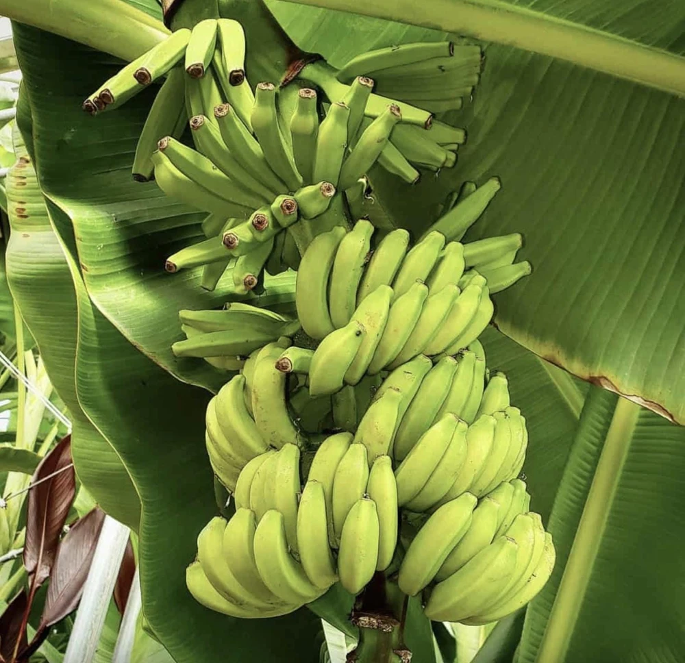 Musa FHIA-02 Banana Plant – Live Fruit Tree – 5-9 Inches Tall – Fast-Growing Tropical Plant - Image 4