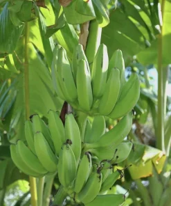 Musa FHIA-02 Banana Plant – Live Fruit Tree – 5-9 Inches Tall – Fast-Growing Tropical Plant - Image 5