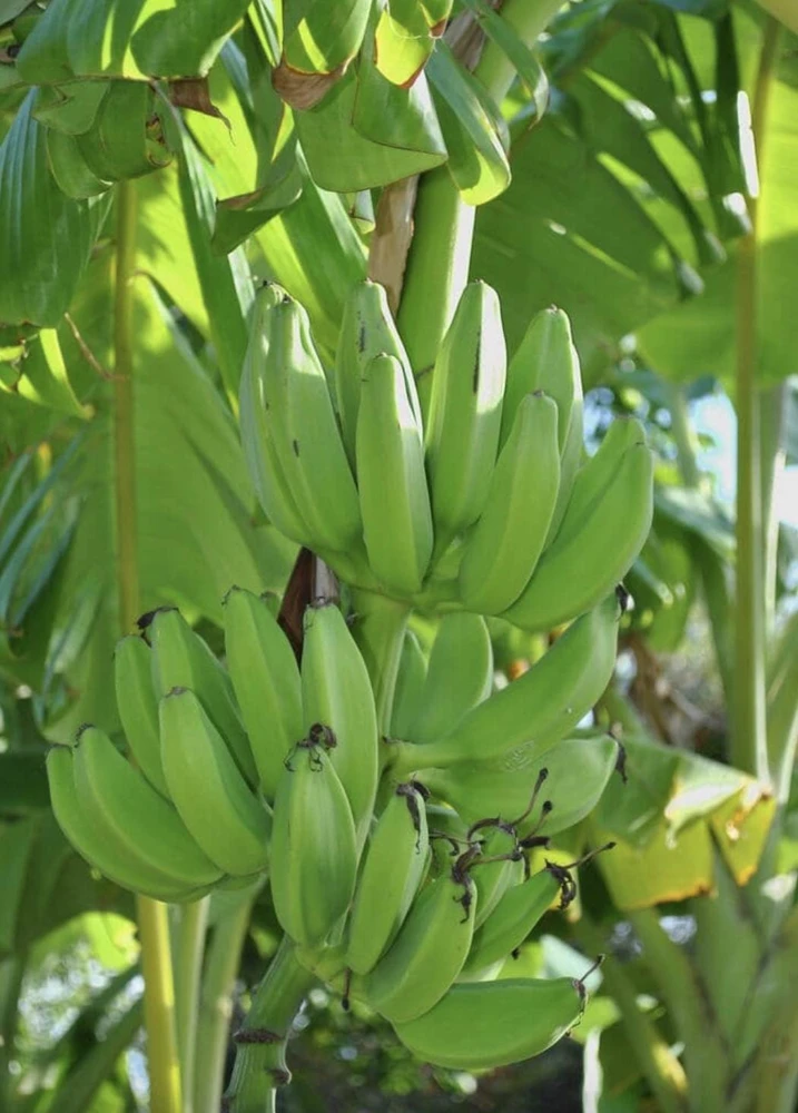 Musa FHIA-02 Banana Plant – Live Fruit Tree – 5-9 Inches Tall – Fast-Growing Tropical Plant - Image 5