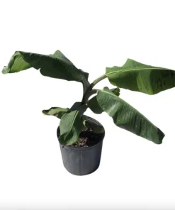 Musa FHIA-02 Banana Plant – Live Fruit Tree – 5-9 Inches Tall – Fast-Growing Tropical Plant - Image 6