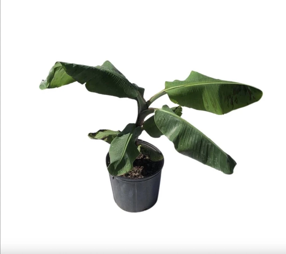 Musa FHIA-02 Banana Plant – Live Fruit Tree – 5-9 Inches Tall – Fast-Growing Tropical Plant - Image 6