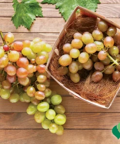 Muscadine Fry Live Grape Vine Plant - 1-2 Yr Old - Pruned for Fall Planting - Outdoor - Image 2