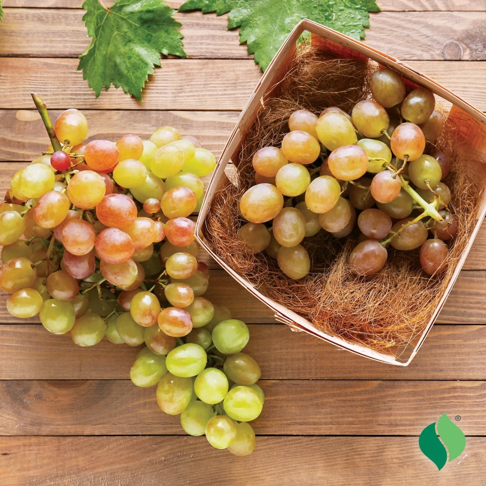 Muscadine Fry Live Grape Vine Plant - 1-2 Yr Old - Pruned for Fall Planting - Outdoor - Image 2