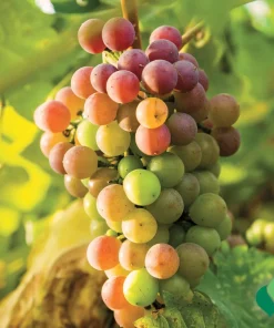 Muscadine Fry Live Grape Vine Plant - 1-2 Yr Old - Pruned for Fall Planting - Outdoor - Image 1