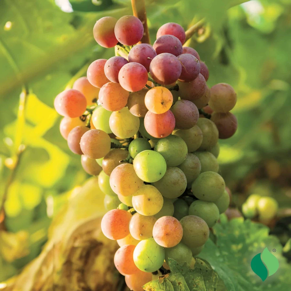 Muscadine Fry Live Grape Vine Plant - 1-2 Yr Old - Pruned for Fall Planting - Outdoor - Image 1