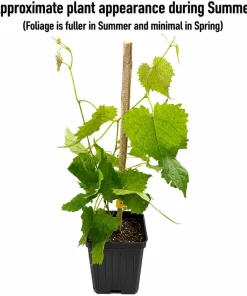Muscadine Grape Live Plant - 6-12" Tall in 4" Pot - Hardy Fruit Vine - Image 2
