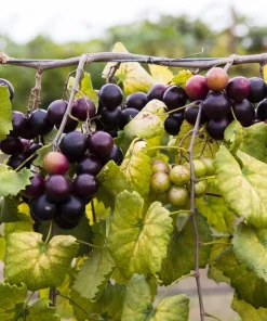 Muscadine Grape Live Plant - 6-12