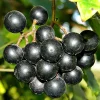 Muscadine Grape Live Plant - 6-12" Tall in 4" Pot - Hardy Fruit Vine - Image 1