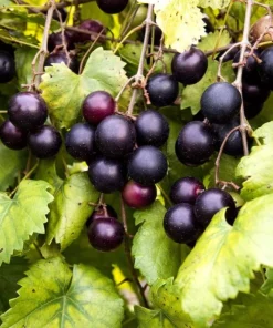 Muscadine Grape Live Plant - 6-12