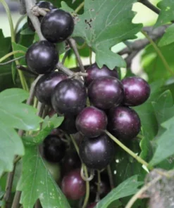 Muscadine Grape Vine Live Plant – Southern Home Hybrid – 5-9 Inches Tall – Cold-Hardy Outdoor - Image 2