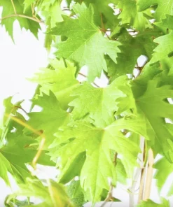 Muscadine Grape Vine Live Plant – Southern Home Hybrid – 5-9 Inches Tall – Cold-Hardy Outdoor - Image 5