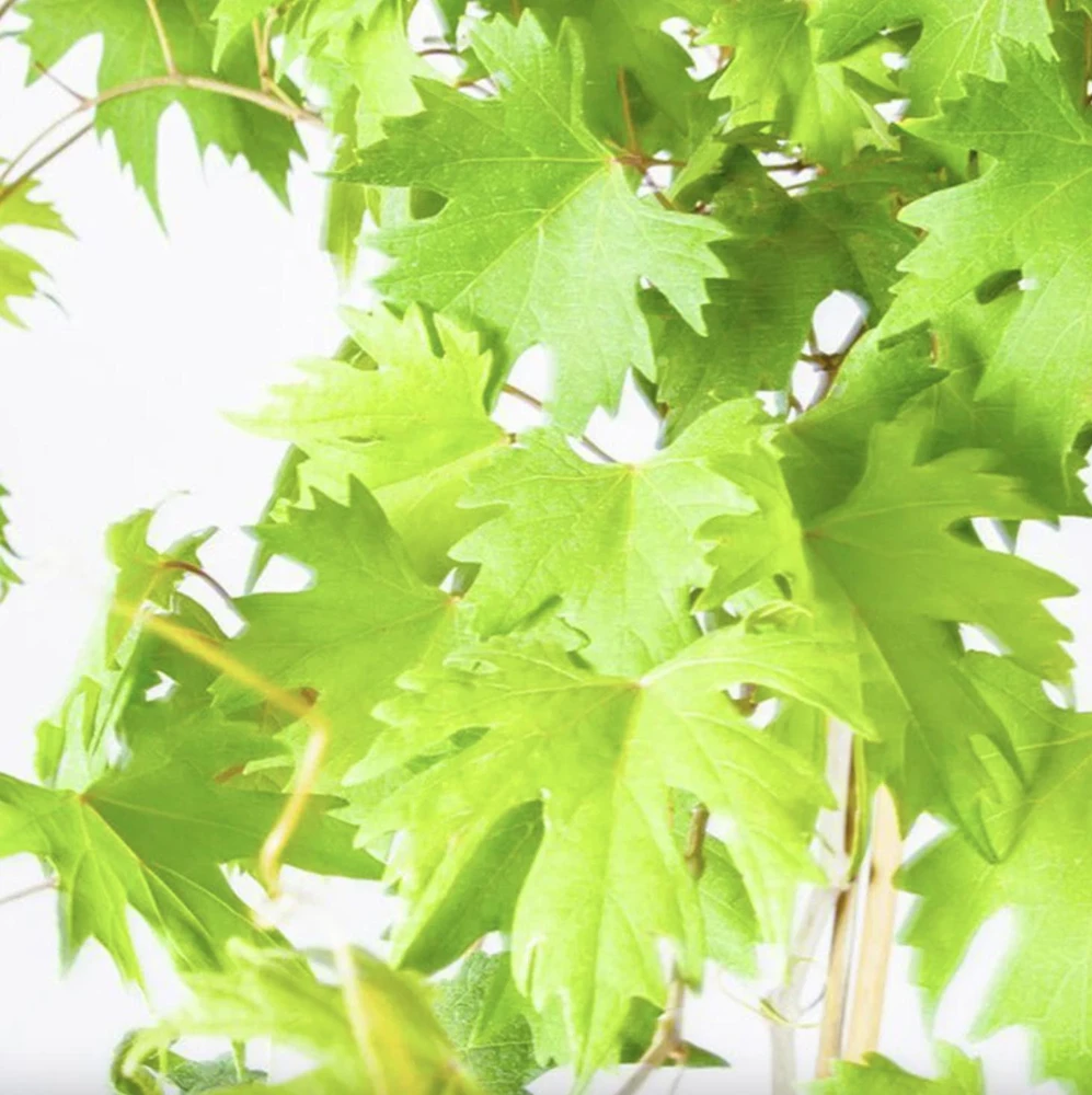 Muscadine Grape Vine Live Plant – Southern Home Hybrid – 5-9 Inches Tall – Cold-Hardy Outdoor - Image 5