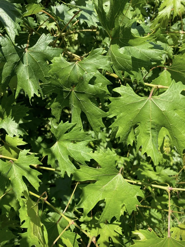 Muscadine Grape Vine Live Plant – Southern Home Hybrid – 5-9 Inches Tall – Cold-Hardy Outdoor - Image 6