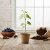 Muscadine Grape Vine Live Plant – Southern Home Hybrid – 5-9 Inches Tall – Cold-Hardy Outdoor - Image 1