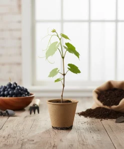 Muscadine Grape Vine Live Plant – Southern Home Hybrid – 5-9 Inches Tall – Cold-Hardy Outdoor - Image 1