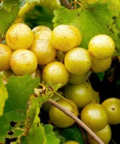 Muscadine Grape Vine Live Plant - Sweet Grape, 20-22 Inch Tall in 1 Gallon Pot, Outdoor - Image 2