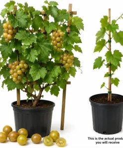 Muscadine Grape Vine Live Plant - Sweet Grape, 20-22 Inch Tall in 1 Gallon Pot, Outdoor - Image 4