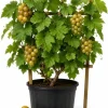 Muscadine Grape Vine Live Plant - Sweet Grape, 20-22 Inch Tall in 1 Gallon Pot, Outdoor - Image 1