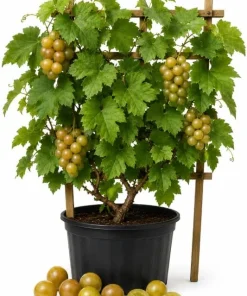 Muscadine Grape Vine Live Plant - Sweet Grape, 20-22 Inch Tall in 1 Gallon Pot, Outdoor - Image 1