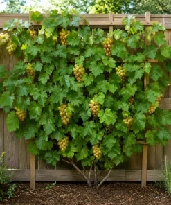 Muscadine Grape Vine Live Plant - Sweet Grape, 20-22 Inch Tall in 1 Gallon Pot, Outdoor - Image 5