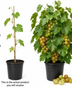 Muscadine Grape Vine Live Plant, Sweet Grapes, 20-22 Inches Tall, 1 Gallon Pot, Outdoor - Image 3