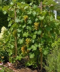 Muscadine Grape Vine Live Plant, Sweet Grapes, 20-22 Inches Tall, 1 Gallon Pot, Outdoor - Image 5